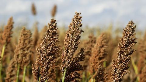 En 2020, les agriculteurs sont 61 % à vouloir maintenir leur surface de sorgho stable et 18 % à l’augmenter. © Philippe Montigny/Filimages
